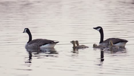 Canada-geese-swim-along-calm-river-with-four-cute-goslings,-smooth-tracking