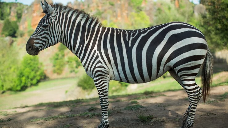 Zebra in un safari.