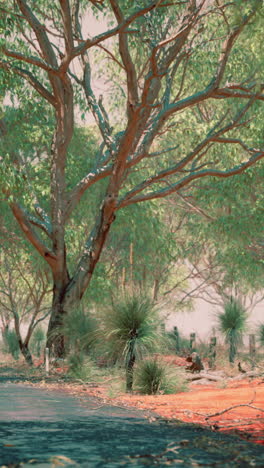 a scenic path through an australian forest