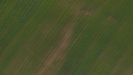 vista aérea de un campo verde
