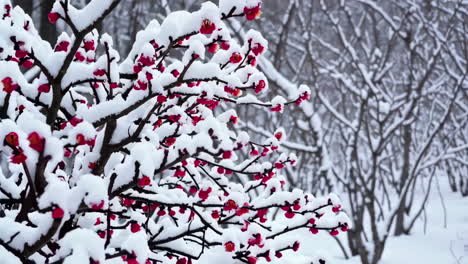 snowy winter blossoms