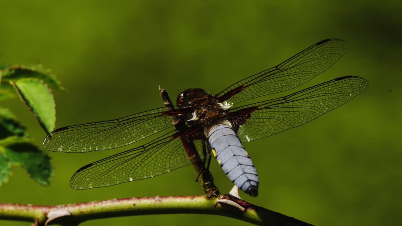 insecto libélula de cerca posado en un árbol con fondo verde borroso
