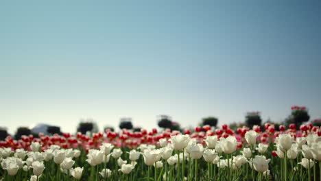 Vista-Del-Campo-De-Flores-De-Primavera-Durante-El-Día.-Paisaje-Floral-En-Holanda