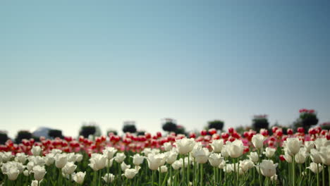 Blick-Auf-Das-Frühlingsblumenfeld-Tagsüber.-Blumenlandschaft-In-Holland