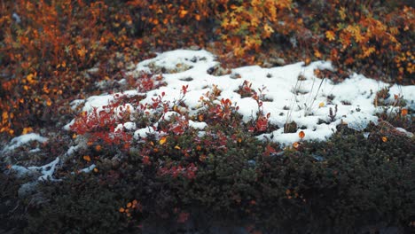 snow rests lightly on a patch of autumn tundra, where red and orange leaves peek through the white covering