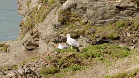 wide shot of two sea gulls, white headed gull preening cleaning themselves