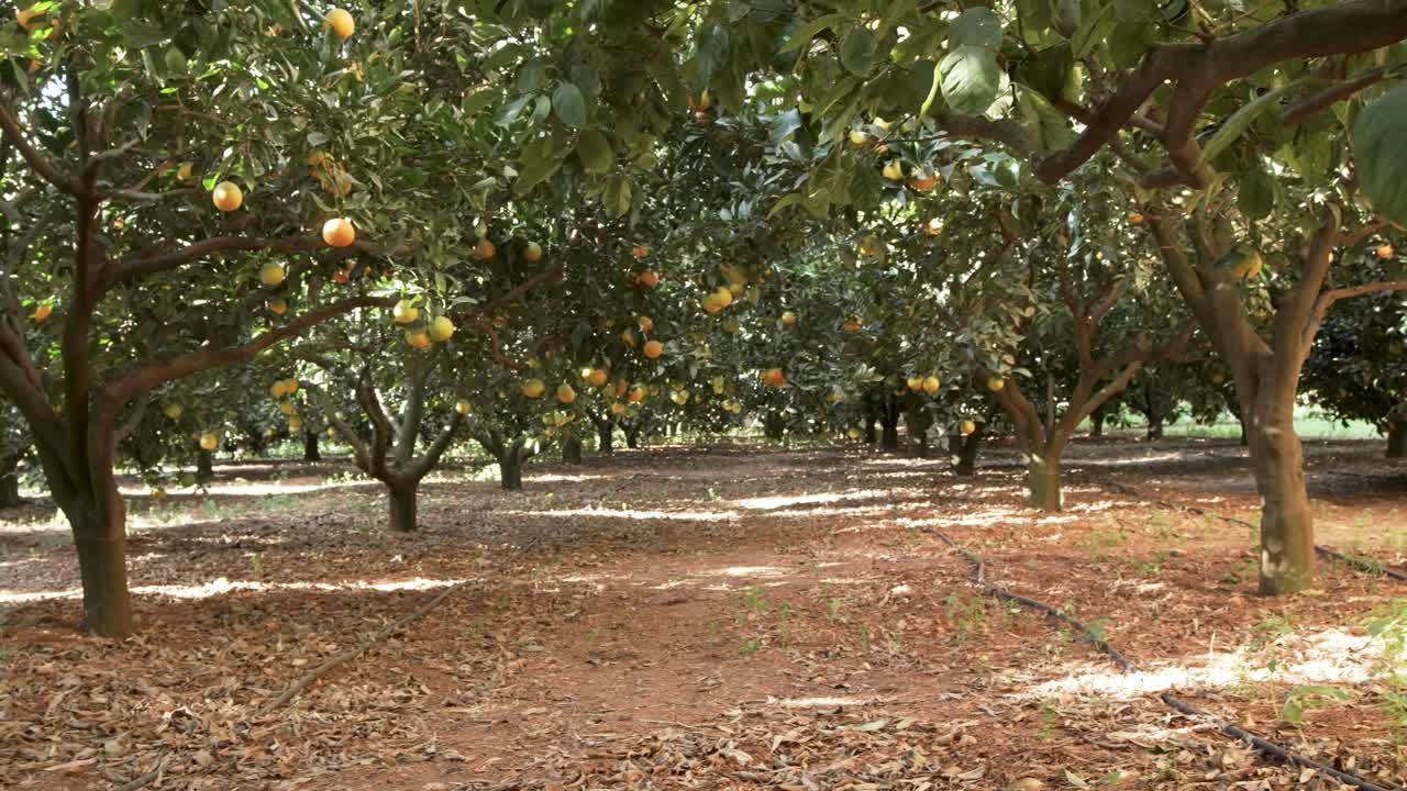 A sun-dappled orchard in Malta features trees heavy with oranges, their leaves casting intricate shadows on the soil, evoking the tranquility of traditional citrus farming.
