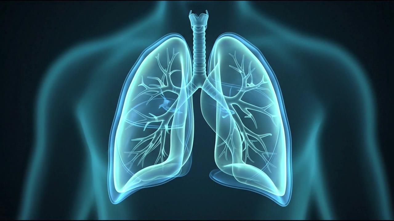 Display olografico di doppi polmoni umani, scansione dell'organo respiratorio