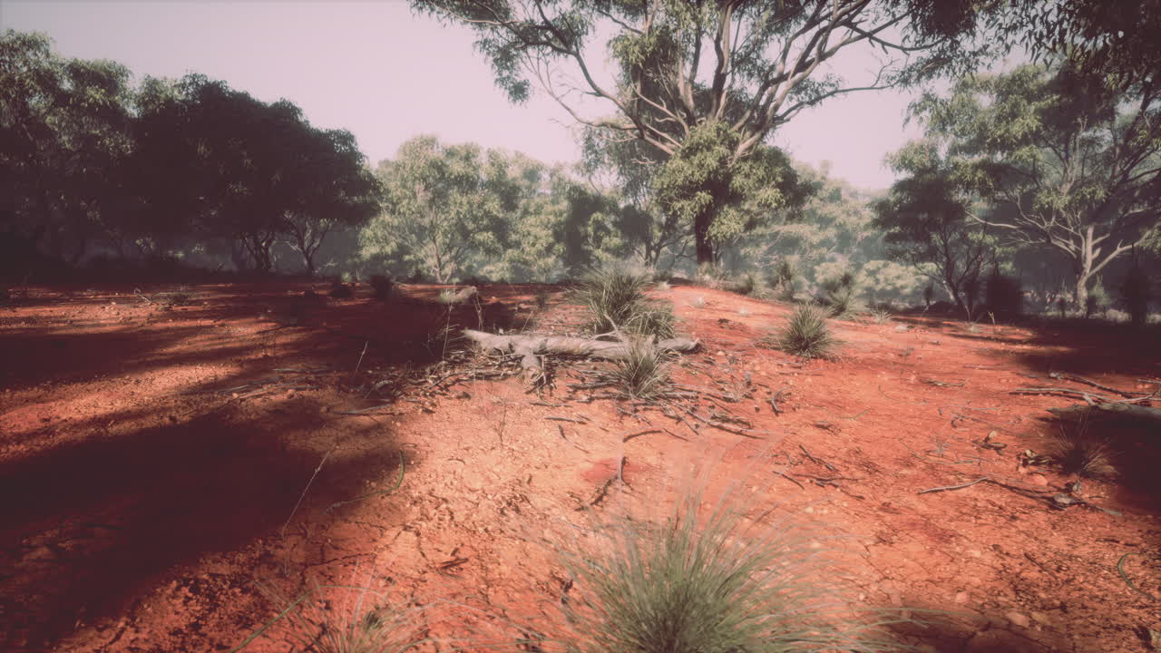 paisaje del interior de australia: tierra roja y eucaliptos