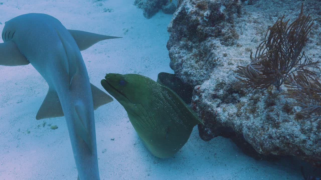 el tiburón enfermera nada a través del hermoso arrecife de coral en los cayos de florida.