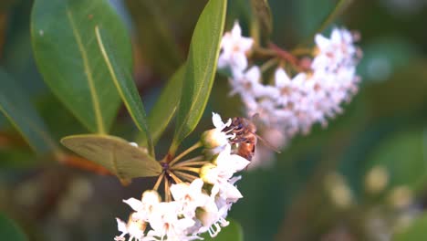 la belleza de la flora y la fauna durante la temporada de primavera, una abejas polinizadoras zumbadoras, apis mellifera ocupada polinizando las flores del mangle del río, aegiceras corniculatum a orillas del río