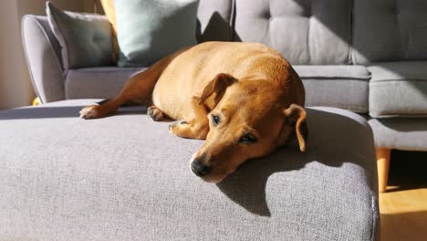 cute brown dachshund relaxing on a couch in the sunlight