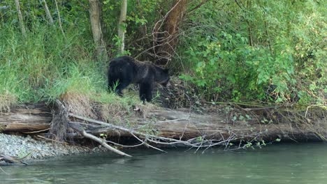 Oso-Grizzly-Mira-Peces-En-El-Río-Desde