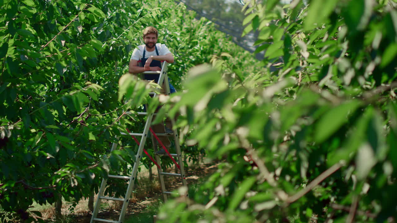 agrónomo posando en una plantación recogiendo frutas de bayas rústicas de los árboles