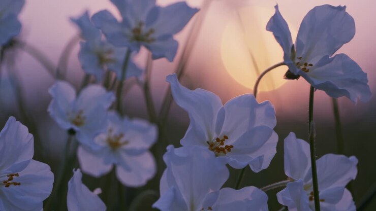 Video ravvicinato di delicati fiori bianchi al tramonto, che cattura un'atmosfera serena e sognante
