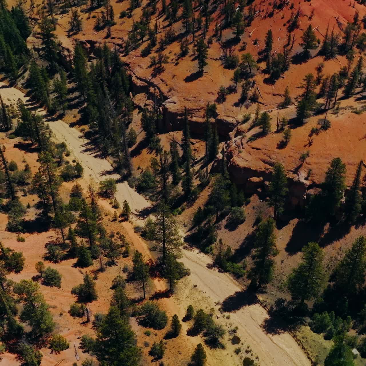 ABD, Utah Ulusal Parkı'nda güneşli manzara. Arches Kanyonu kayalıklarında yetişen çam ağaçları. Üstten görünüm
