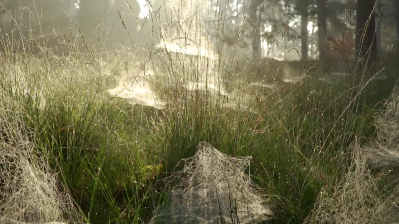 안개 숲의 해가 뜨고 이슬로 인 거미줄이