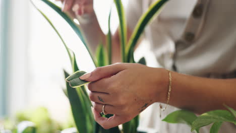 woman inspecting snake plant leaf