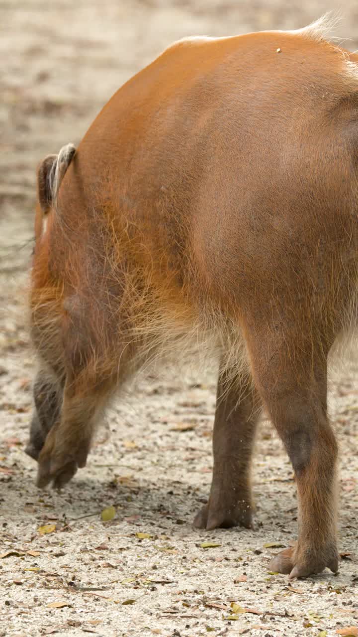 Un potamocero rosso annusa il terreno e si allontana in un piano medio.