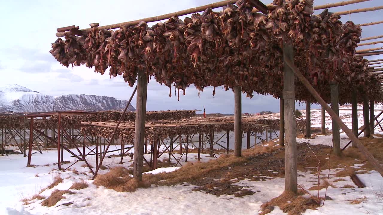 рыбьи головы вывешивают сушиться на деревянных стеллажах на лофотенских островах в норвегии