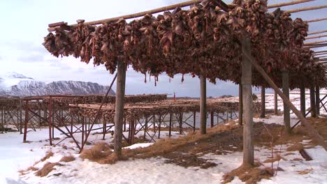 Las-Cabezas-De-Pescado-Se-Cuelgan-Para-Secar-En-Bastidores-De-Madera-En-Las-Islas-Lofoten,-Noruega