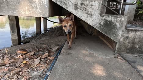 a cautious dog walks out from under a bridge.