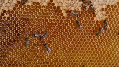 bees on honeycomb
