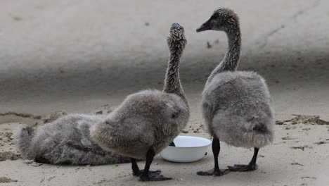 goslings eating and socializing on sandy ground