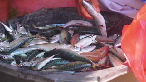 des gens sur un panier plein de poissons de la mer