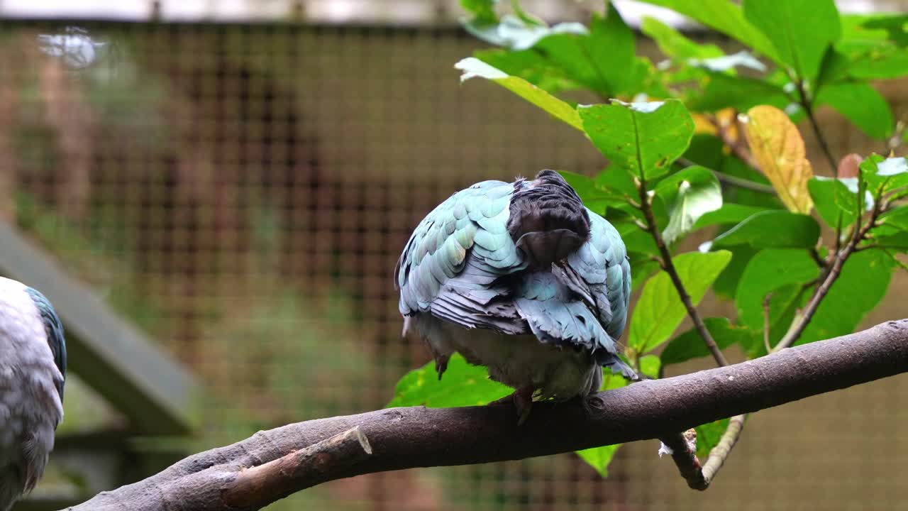 Um pombo-imperial-verde (Ducula aenea) pousa no galho, arrumando suas penas em cativeiro, em close-up.