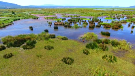 passage-of-migratory-birds-in-the-lake-of-tonga