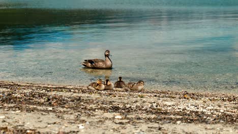 charming baby ducks waddle along the serene lake shore in adorable fluffiness