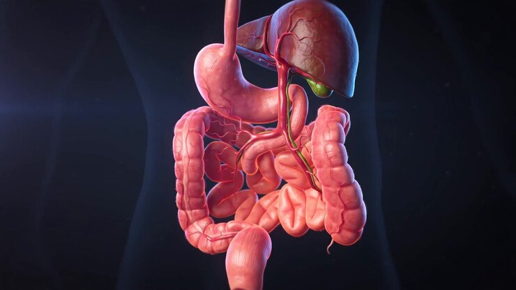 Digital Isolated Digestive System Illustration With Liver And Intestines
