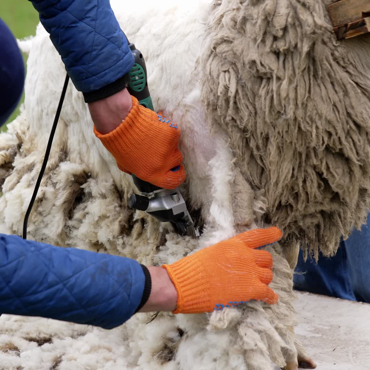 Farmer Shearing Sheep At Farm. Close up of sheering wool off sheep