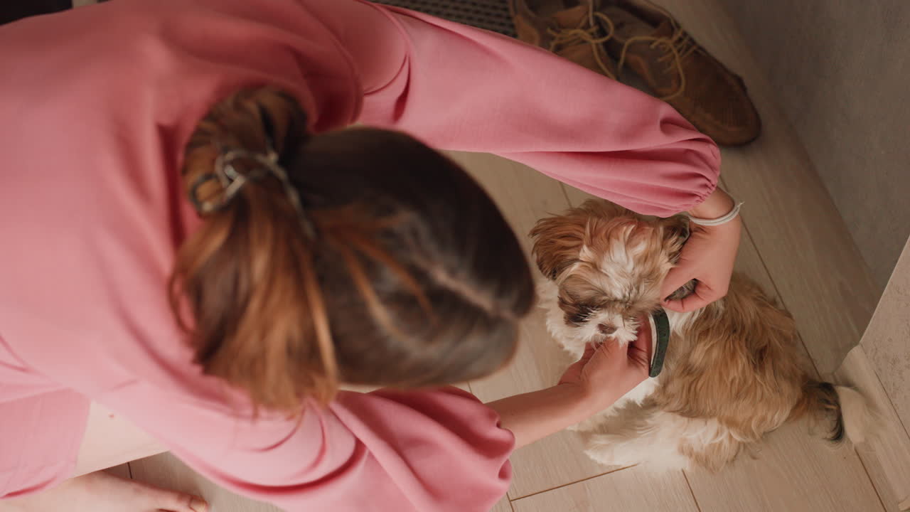 Woman Prepares Dog For Walk, Grooming Her Dog Before Going Outside, Woman Carefully Grooms Pet Prior To Outdoor Activity, Ensuring Proper Grooming And Preparation Of Pet Before Heading Outdoors