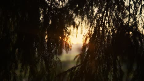 sol matutino brillando a través de algunas hojas de pinos en un hermoso bosque