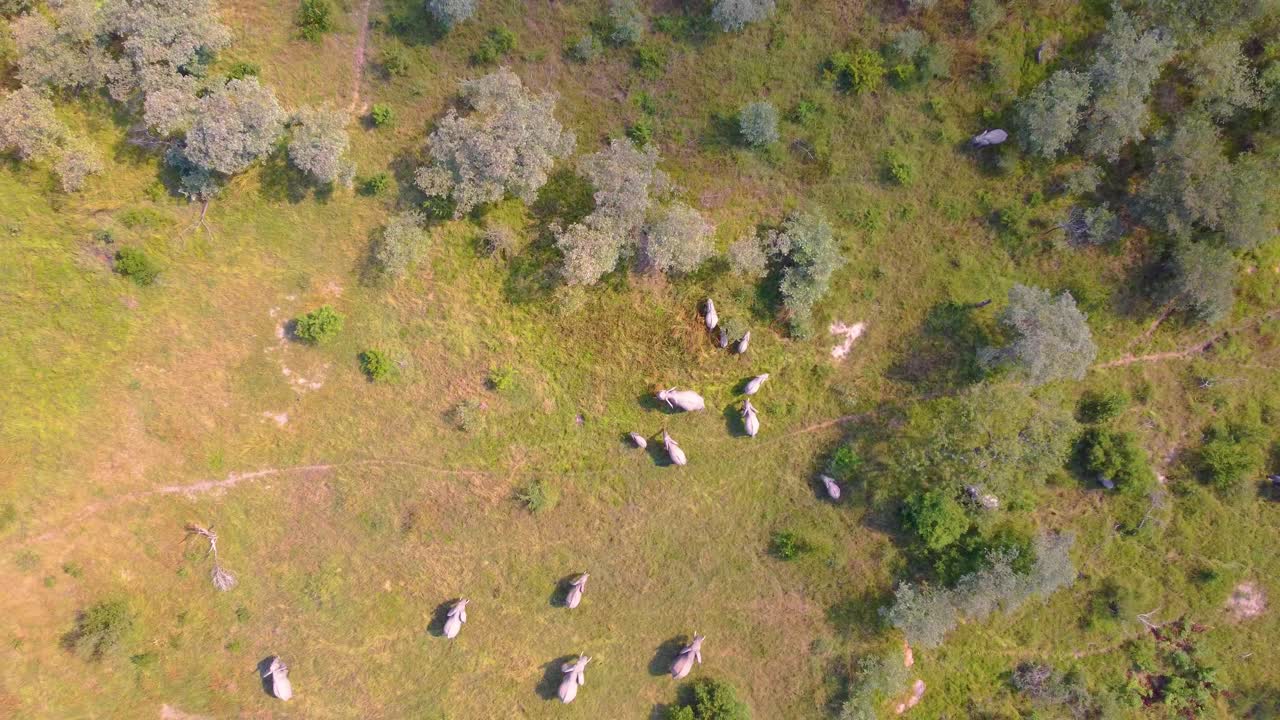 Majestic view of elephants roaming free in wild at Mjejane Game Reserve, South Africa