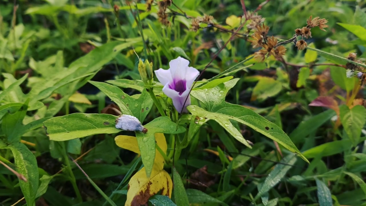 Fiore singolo di ipomea viola che sboccia nel fogliame verde