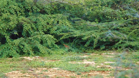 Wild-New-World-quail-walking-into-green-bushes-in-Curacao