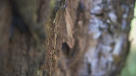 insectos en un viejo tocón de árbol podrido-2