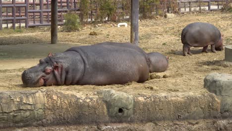 madre hipopótamo y bebés descansando en el zoológico