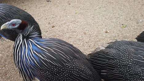 vulture guinea fowl stock footage