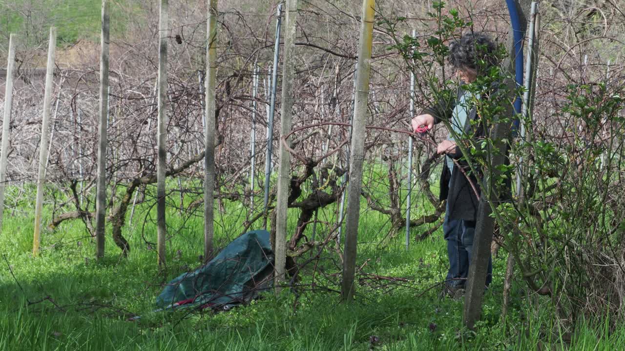Woman holds pruning shears while tending grapevines in a late winter vineyard with a green sack and dry canes on grass, real time, natural light, static mid shot, Martani, PC Italy
