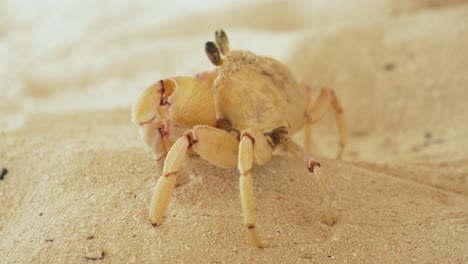 Closeup-shot-of-lovely-small-sand-crab-wandering-through-hot-sands-trying-to-escape-from-the-camera