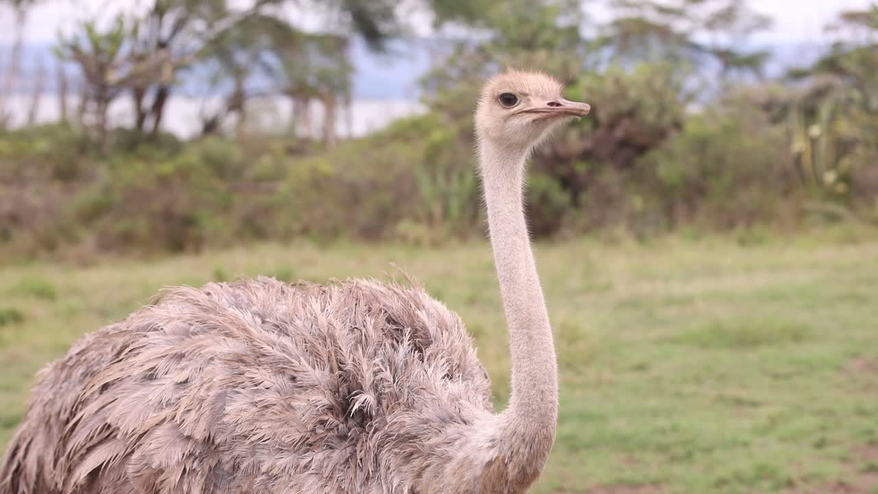 Ostrich in African Savanna