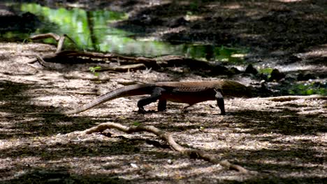 Wild-Komodo-Dragon-walking,-flicking-tongue-and-drinking-water-from-a-freshwater-stream-on-Komodo-Island,-Indonesia