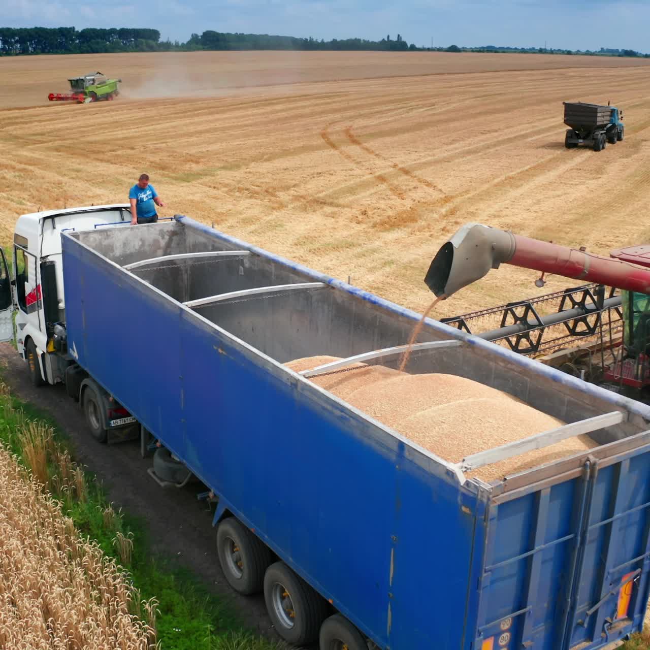 Tractor farming yellow cereals. Harvesting golden ripe wheat field
