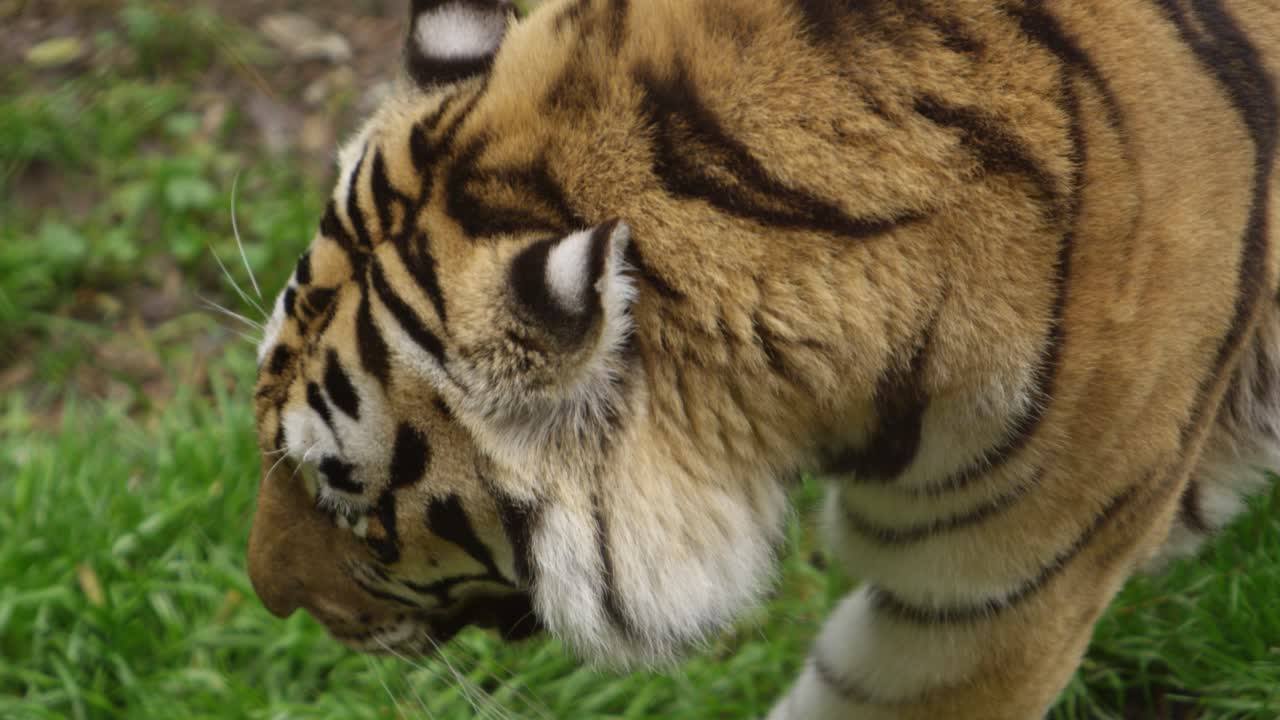 tigre cámara lenta caminar por encima del ángulo belleza épica