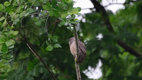 Suddenly-moves-its-head-facing-towards-the-left-and-then-preens-its-front-feathers,-Spotted-Owlet-Athene-brama,-Thailand