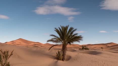 palma de merzouga 13